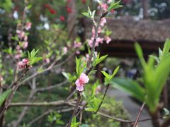 -成都杜甫草堂博物馆
