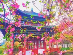 -庾园