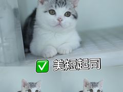 -lincat·猫舍(广州店)