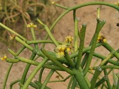 -东莞植物园