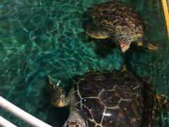 -石家庄极地海洋世界