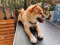 -柴犬高等学院·狗咖·柴犬售卖·宠物训练