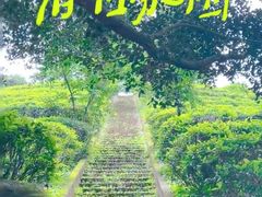 -雁南飞茶田景区