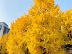 -四川大学(华西校区)