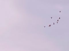 -东山珍珠岛