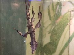 -上海大自然野生昆虫馆(东方明珠·爬宠昆虫探索中心)