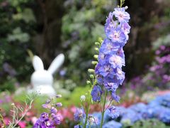 -深圳市中科院仙湖植物园