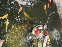 -青一色鲜椒火锅