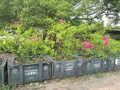 -胡里山炮台