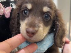 -萌宠之家·腊肠犬·马尔泰·小体犬舍