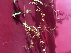 -长春观斋补堂素菜馆