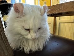 -猫小院猫主题餐厅(南锣旗舰店)