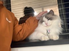 -楼上猫咖(罗湖店)