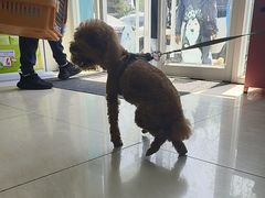 -美联众合动物医院·24h京西诊疗中心