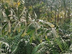 -南宫五洲植物乐园