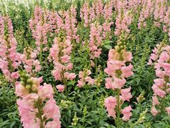 -天适樱花悠乐园