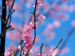 -八大山人梅湖景区