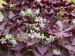 -兴芮温泉度假区