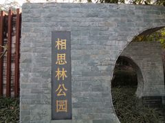 -银湖山郊野公园-相思林
