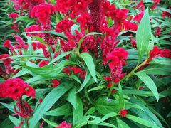 -松山湖梦幻百花洲