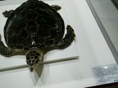 -青岛贝壳博物馆