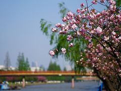 -高东镇樱花园