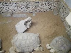-上海大自然野生昆虫馆(东方明珠·爬宠昆虫探索中心)