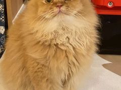 -MOCHA明星猫咖(田子坊店)
