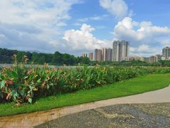 -飞来湖湿地公园