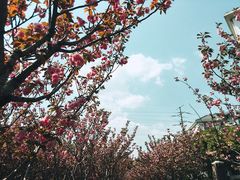 -高东镇樱花园