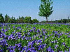 -白鹭湾湿地公园