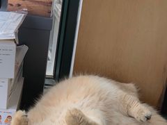 -东方名猫馆·英短金渐层布偶猫舍(环线广场1号楼店)