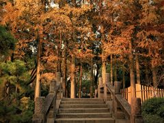 -上海醉白池公园