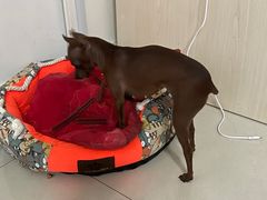 -北京恒爱动物医院(清景园分院)