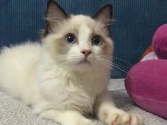 -纳吉亚猫专科动物医院博雅分院