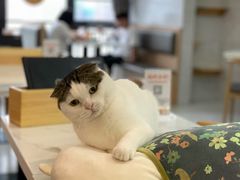 -喵园·猫主题咖啡厅·撸猫·猫咖(国贸店)