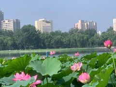 -莲花池公园