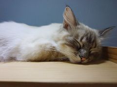 猫-喵的天空名猫咖啡馆·撸猫·猫舍·用品