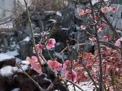 -芥子园