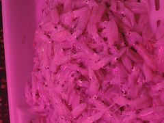 笔管-生鲜便民超市(蚌埠店)