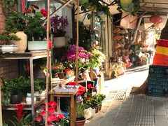 -溪岸路花鸟市场