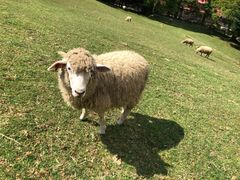 -神户市立六甲山牧场