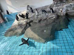 -上海野生动物园