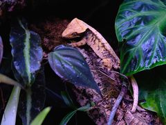 -酷以爬仙阁实体爬宠店·守宫·蜥蜴·专业繁育