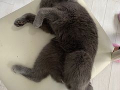 -喵的天空名猫咖啡馆·撸猫·猫舍·用品