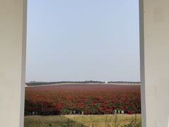 -南京枫彩漫城