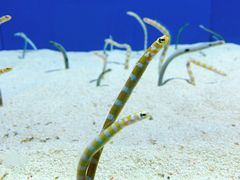 -上海海洋水族馆