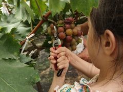 -马陆小张葡萄园农家乐