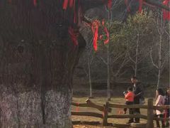 -千年银杏谷文化旅游区