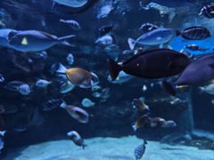 -海合安成都极地海洋公园